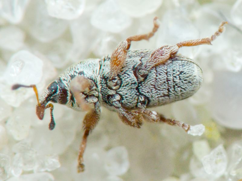 Tychius pumilus C. Brisout de Barneville, 1862